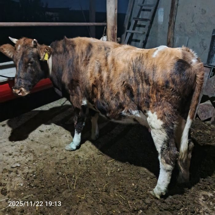 4 oylik bugʻoz sotiladi