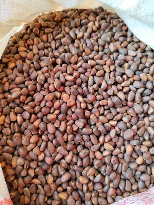 Продам кедровый орех.