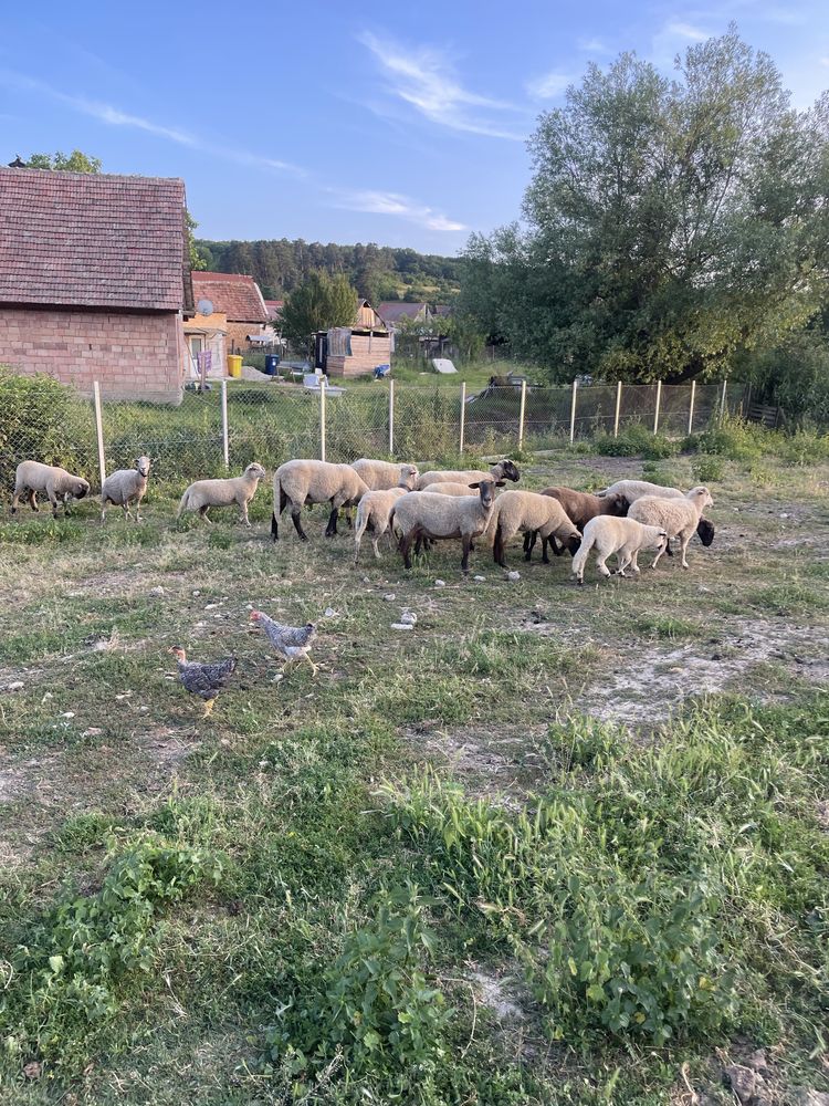 Vand 1 berbece, 7 oi si 8 miei