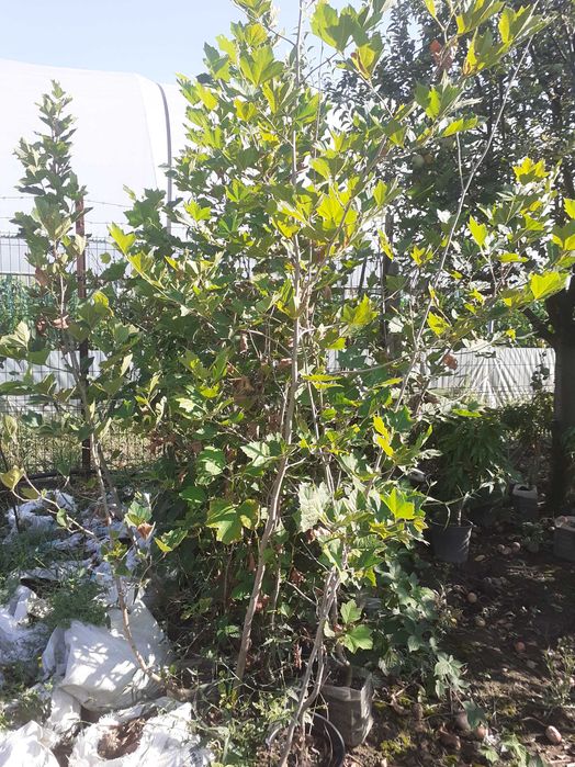 Pomi la container an 3