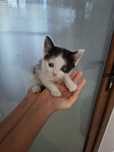 Ofer spre adopție pui de pisica