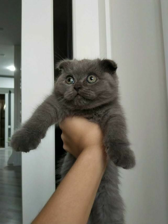Scottish Fold bolalari sotiladi