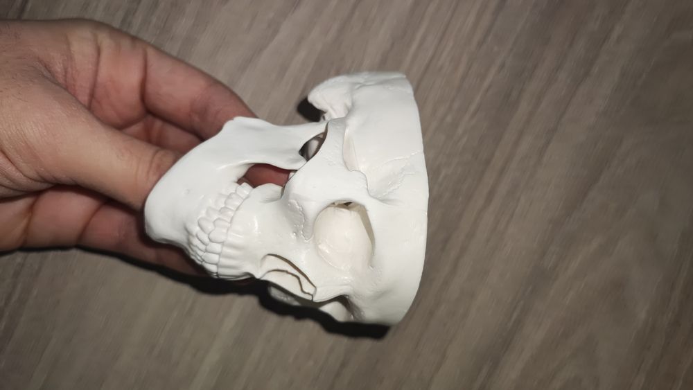 Анатомичен модел на череп