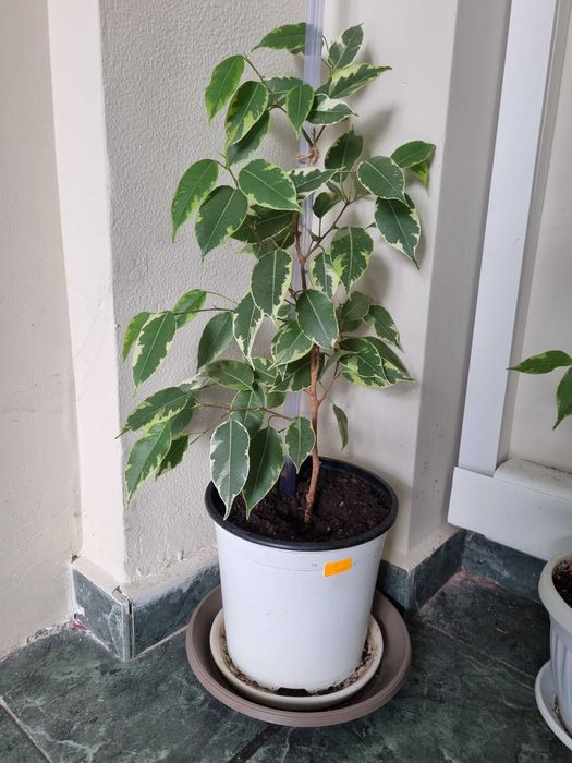 Цвете Фикус Бензжамина шарен