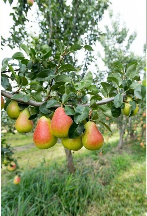 Pomi Fructiferi Pitici Dwarf (Păr )