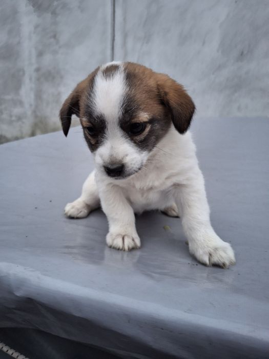 Donez/dau spre adopție cățelușă