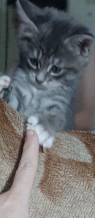 Котята в заботливые руки