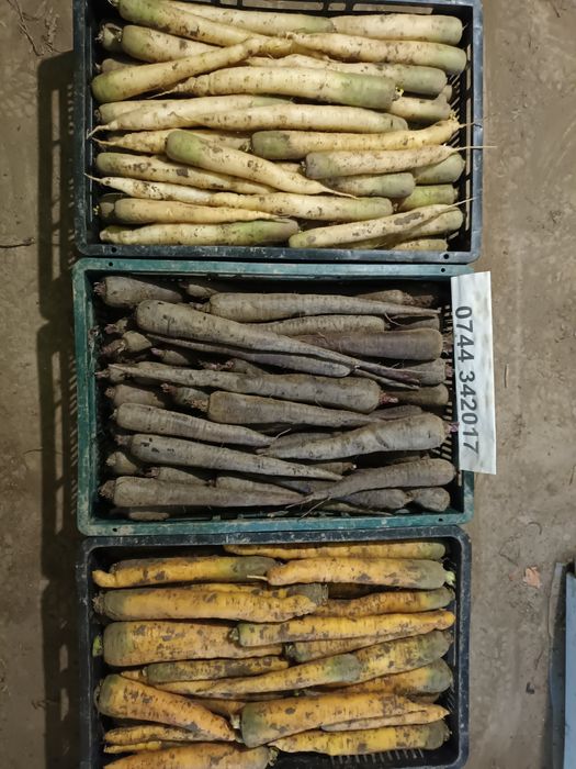 De vanzare Morcovi colorati