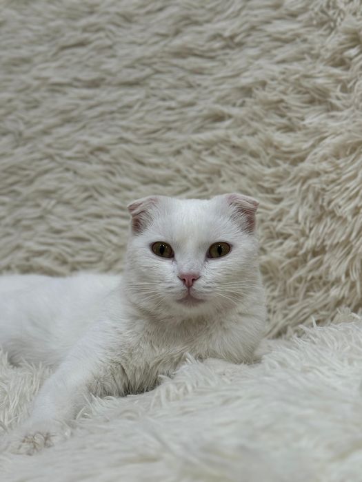 Отдам кота в добрые руки