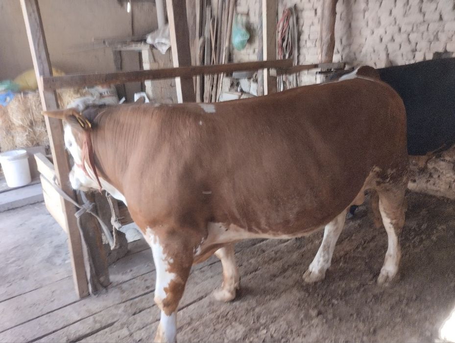 Smental buqa sotiladi