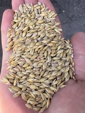 Продам ячмень кукуруза пшеница овёс зерно