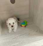 Bichon maltez talie mica