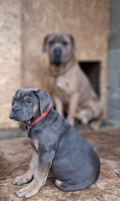 Mascul Cane Corso