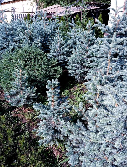 Ели туи разных сортов