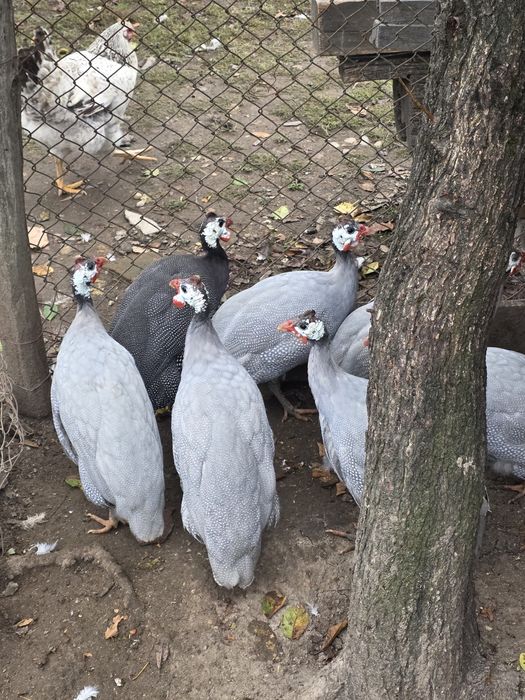 Vând familie de curci și bibilici