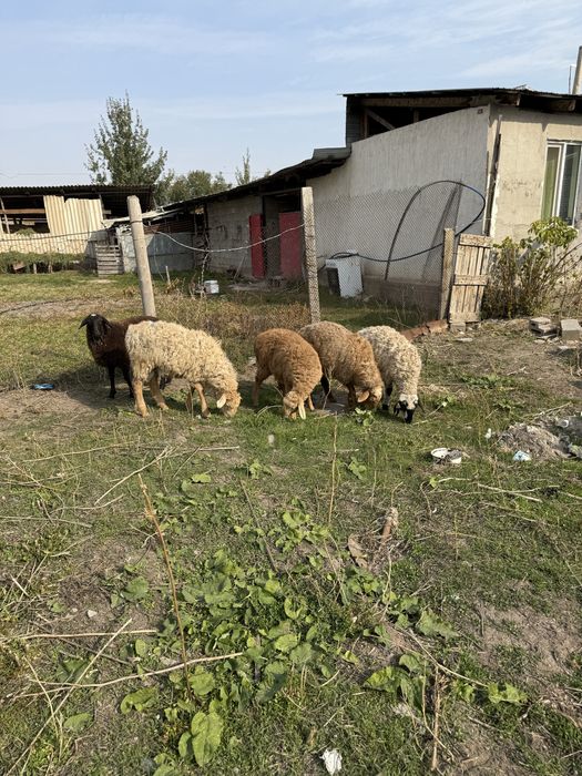 Продам баранов