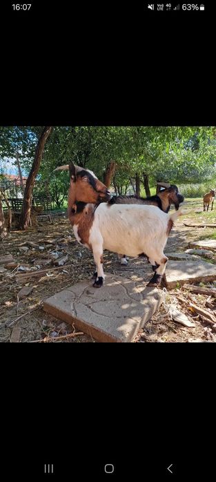 Vand capre mini blande si frumoase