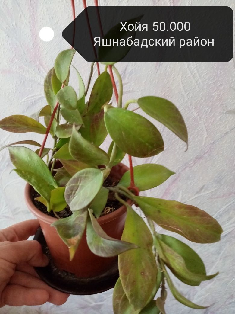 Продаю комнатные цветы