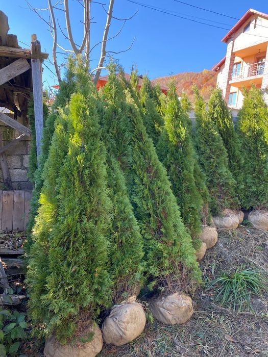 Vând mesteacăn tei brazi tuia pon pon spirale și multe altele plante