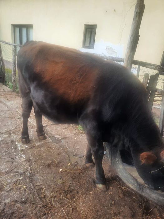 Vând vacă tânără