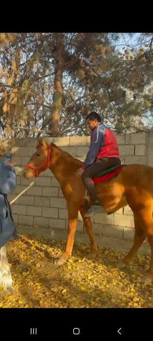 2 йош той сотилади