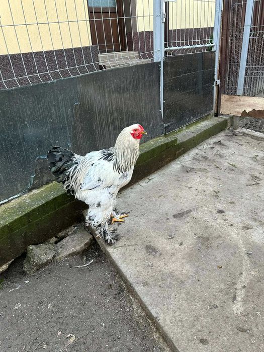 Cocosi de vanzare (matase japoneza cochinchina pitic si  brahma )