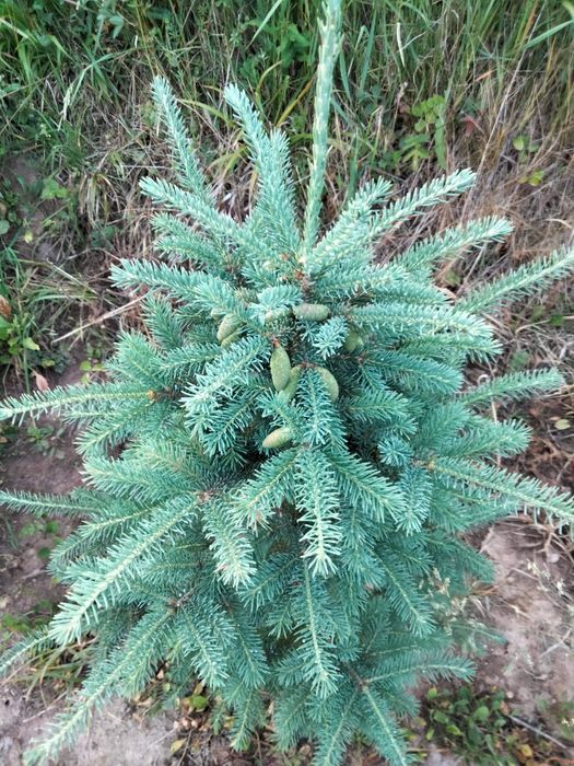 Puieti molid canadian argintiu- Picea glauca-cu conuri