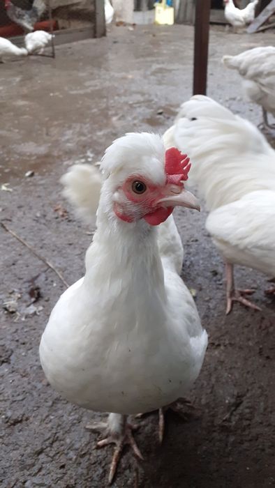 Gaini si cocosi americani