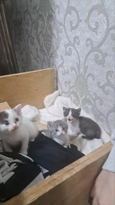 Отдам котенка  девочку