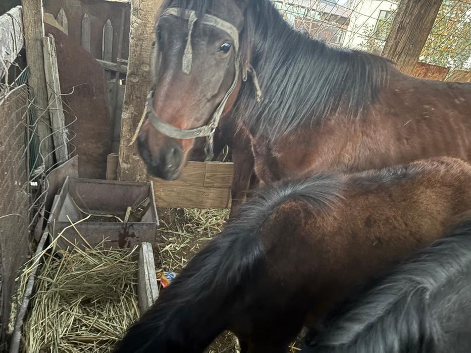 Бие жабағысымен бірге