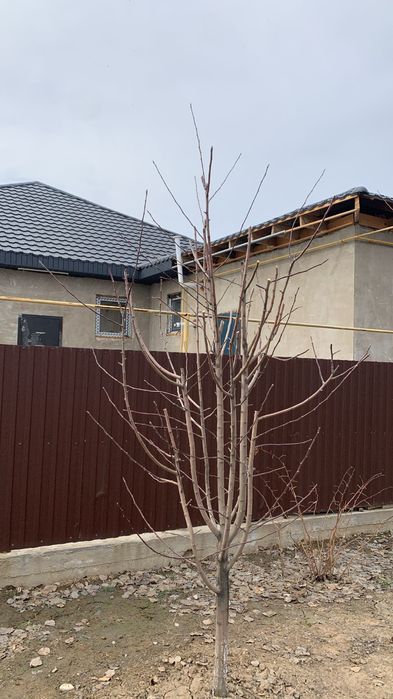 Обрезка плодовых деревьев