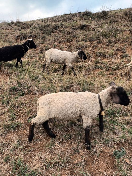 Vind trei mieluțe metis sufolk