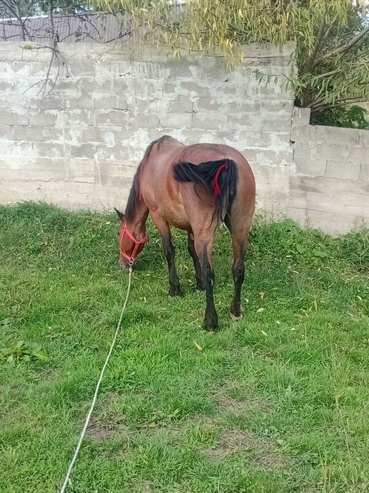 Vand iapă de opt ani mai multe detali la telefon