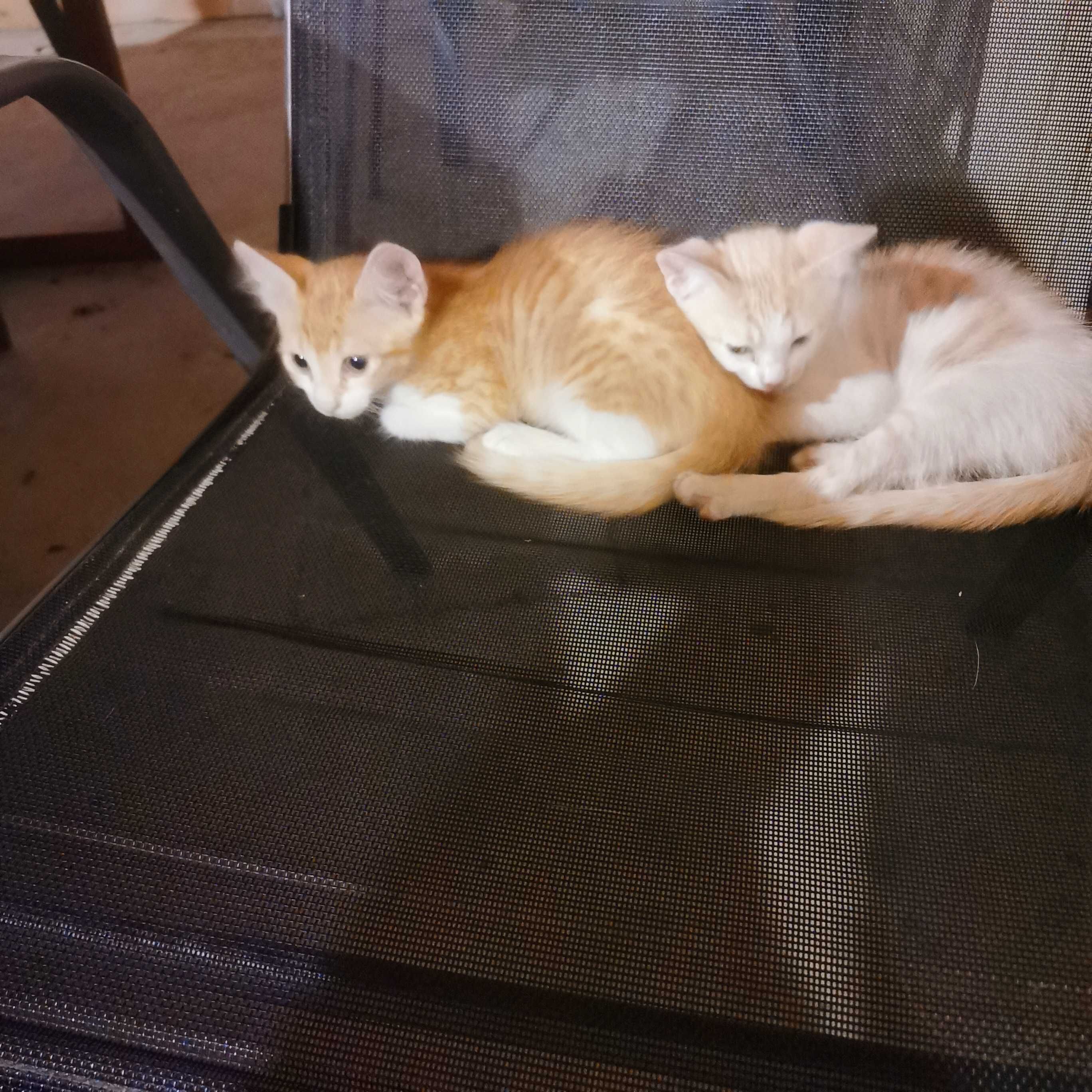 Котки котенца момиченца