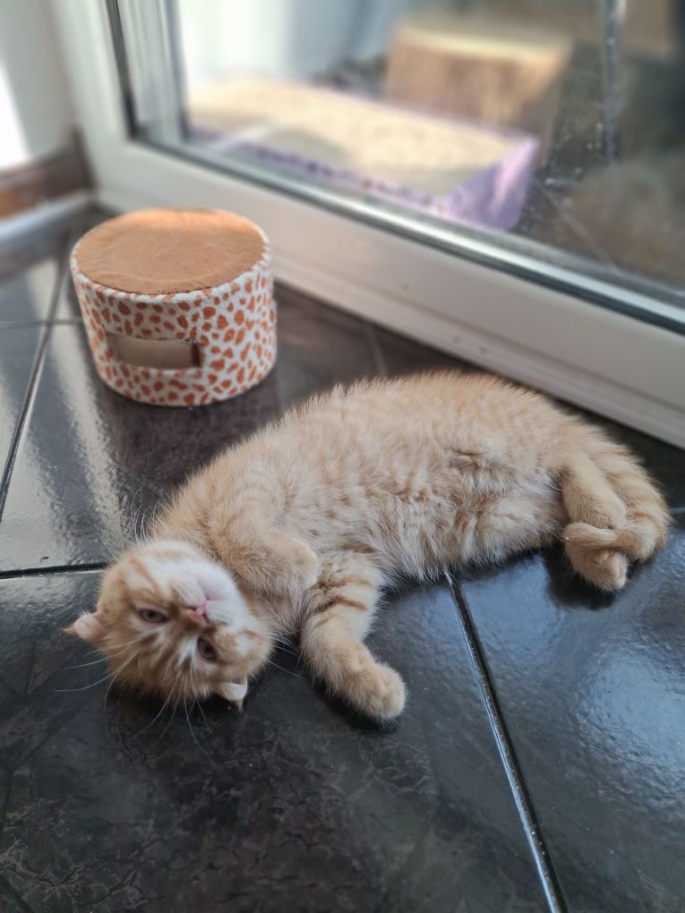 Шотландски котенца