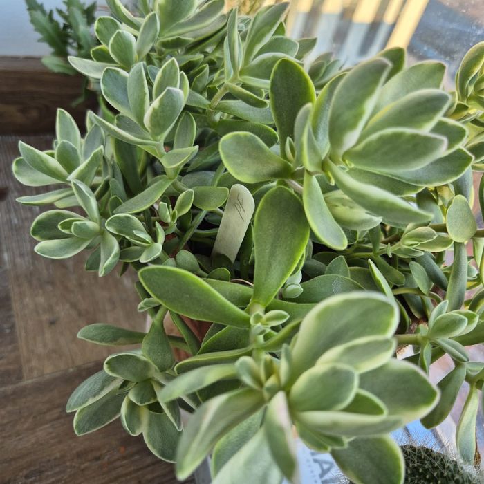 Черенки вариегатной крассулы