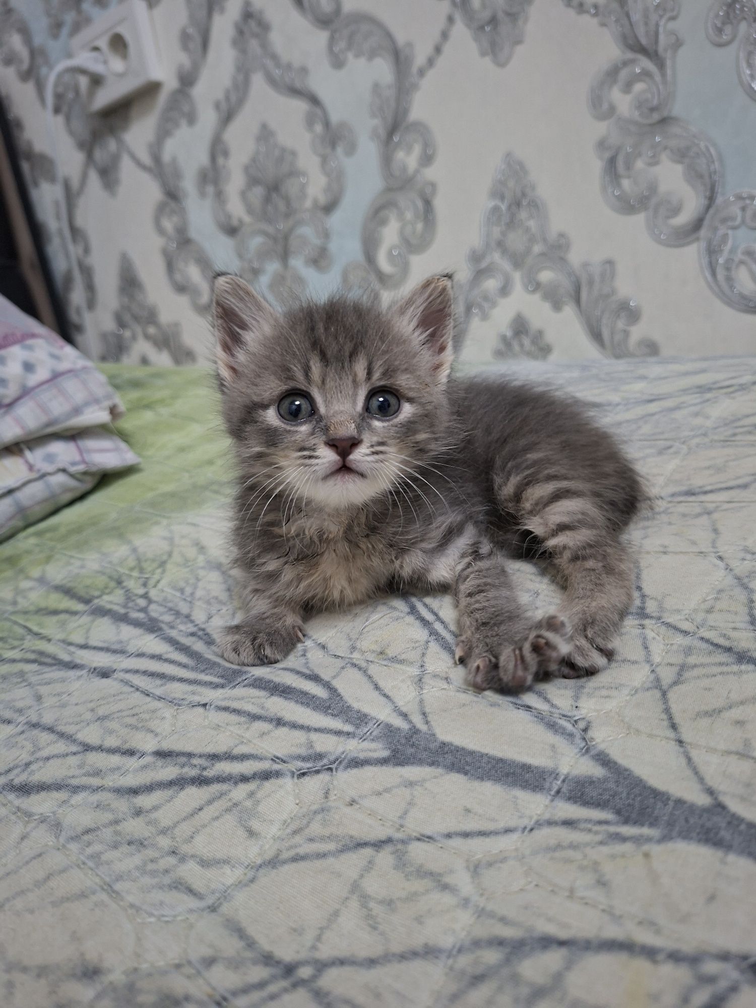 Котёнок хорошие руки