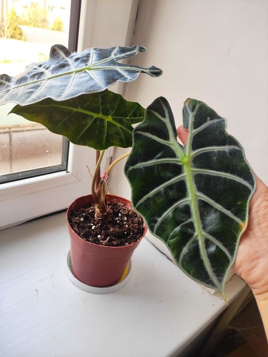 растение Алоказия Полли