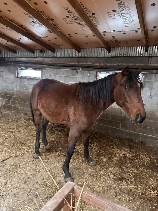 Продам лошадей разных возрастов