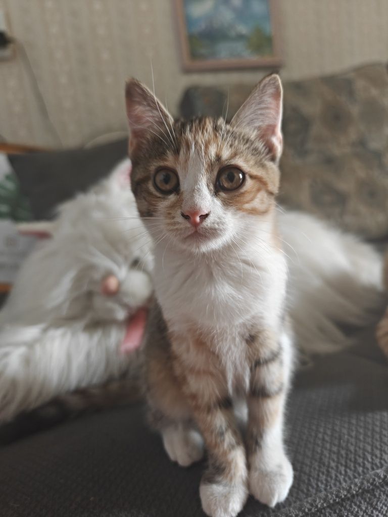 Котята породы скотиш страйт