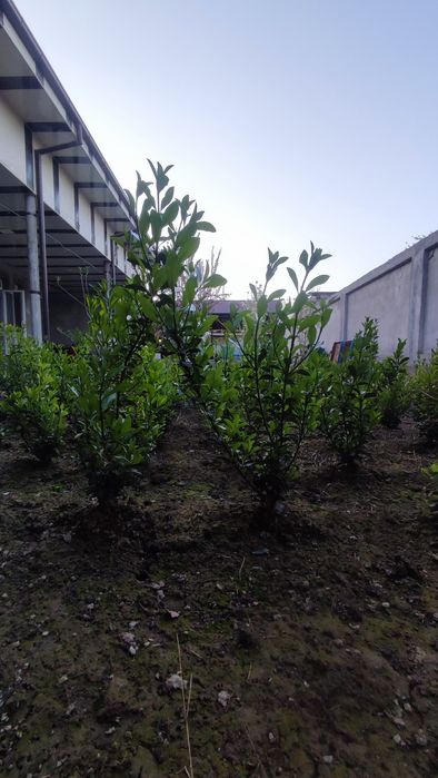 Шамшод изгородь 3 йиллик