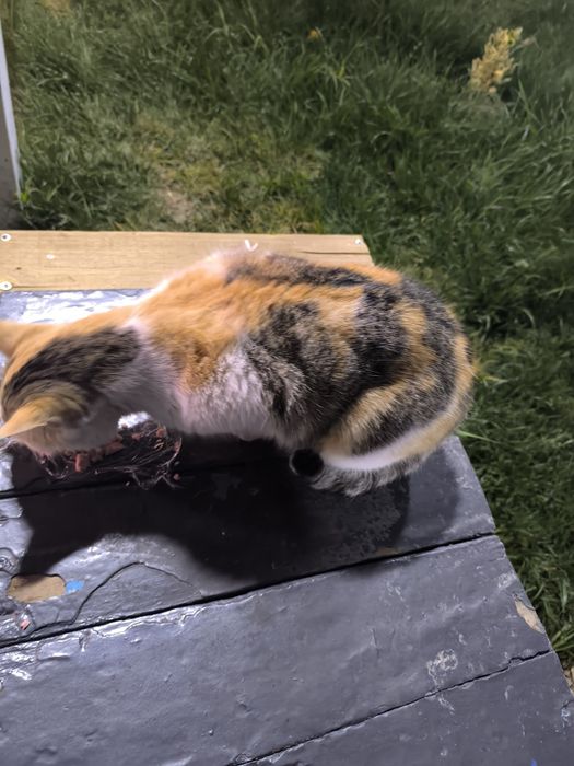 Отдам хорошие руки домашнюю кошку