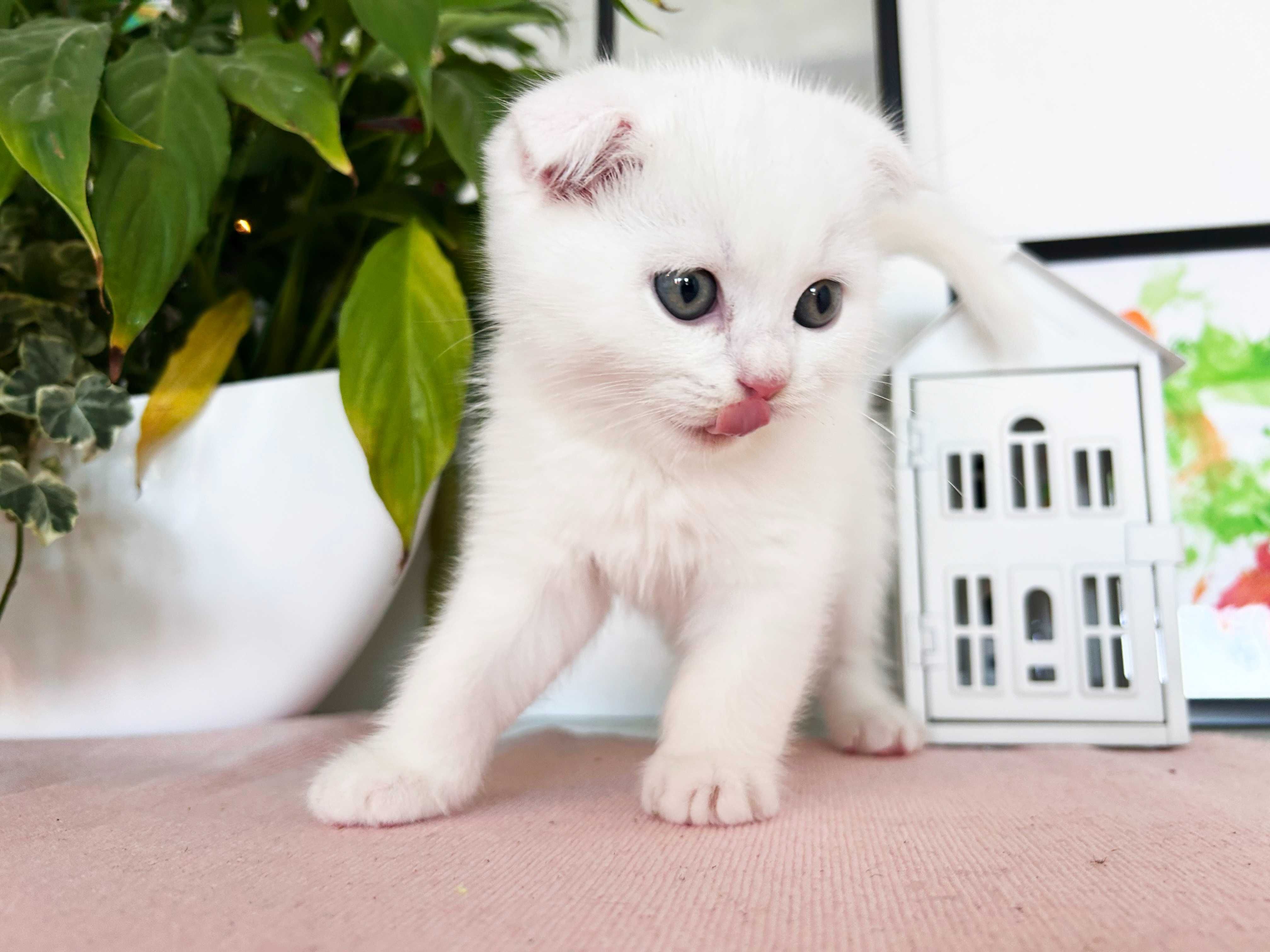 Pisoiaș alb, rasa Scottish Fold