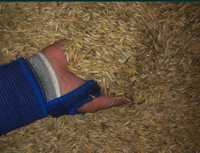Зерно ячмень овес пшеница сотилади