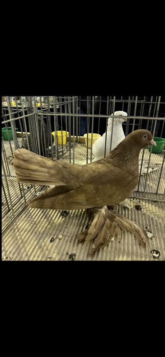 Vand porumbei din rasa Roller Persan