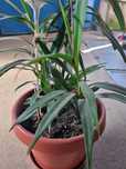 Vand flori Yucca