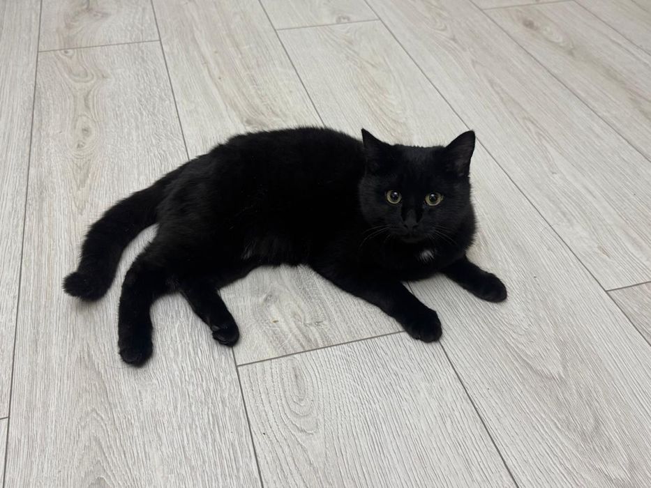 Котенка отдам бесплатно