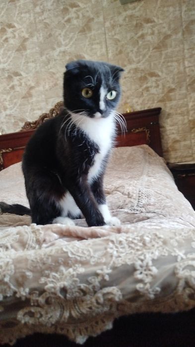 Весеолуха Скотиш фолд срочно продаю