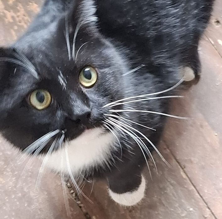 Молодой котик в семью