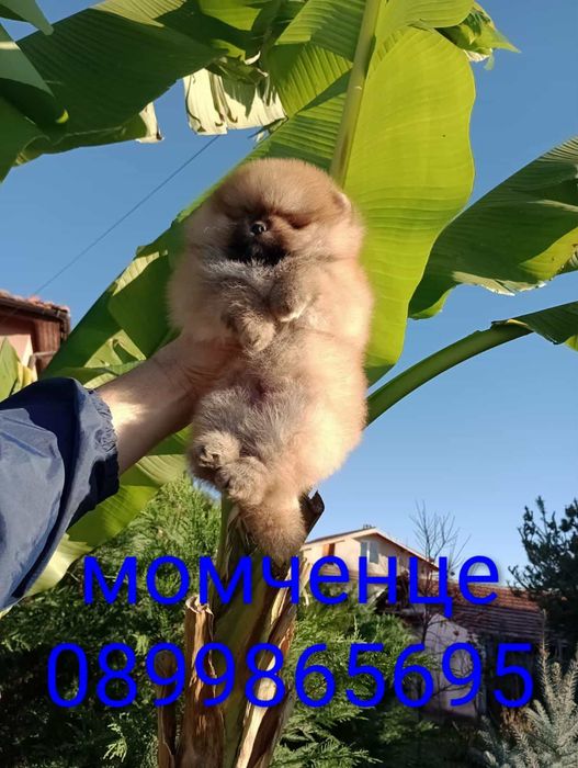 Мъжки Померани! Реални снимки!
Мъжки Померани. Реални снимки!!!